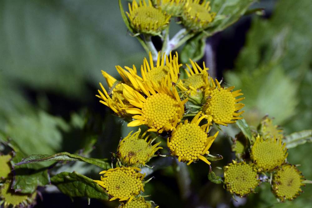 Jacobaea alpina (=Senecio alpinus) / Senecione alpino